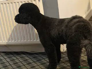 Mixed Breed cats For sale miniature poodle last boy and last girl - Advert 12