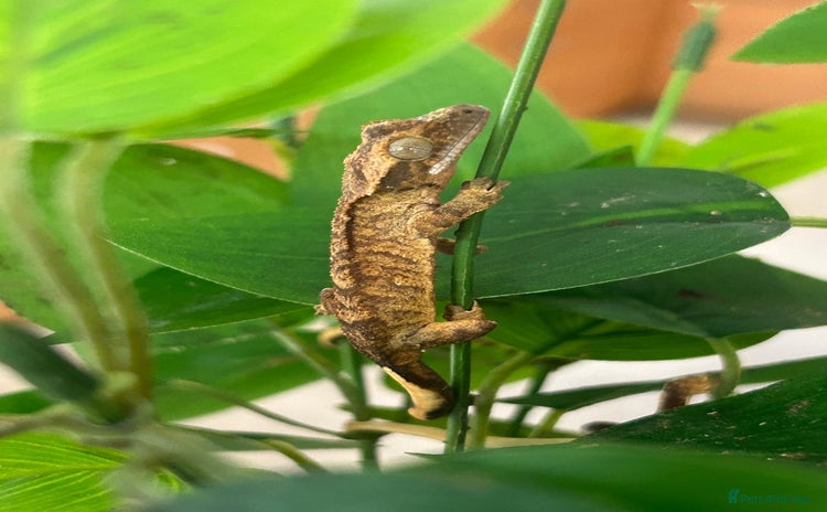 Gecko reptiles - Advert 1
