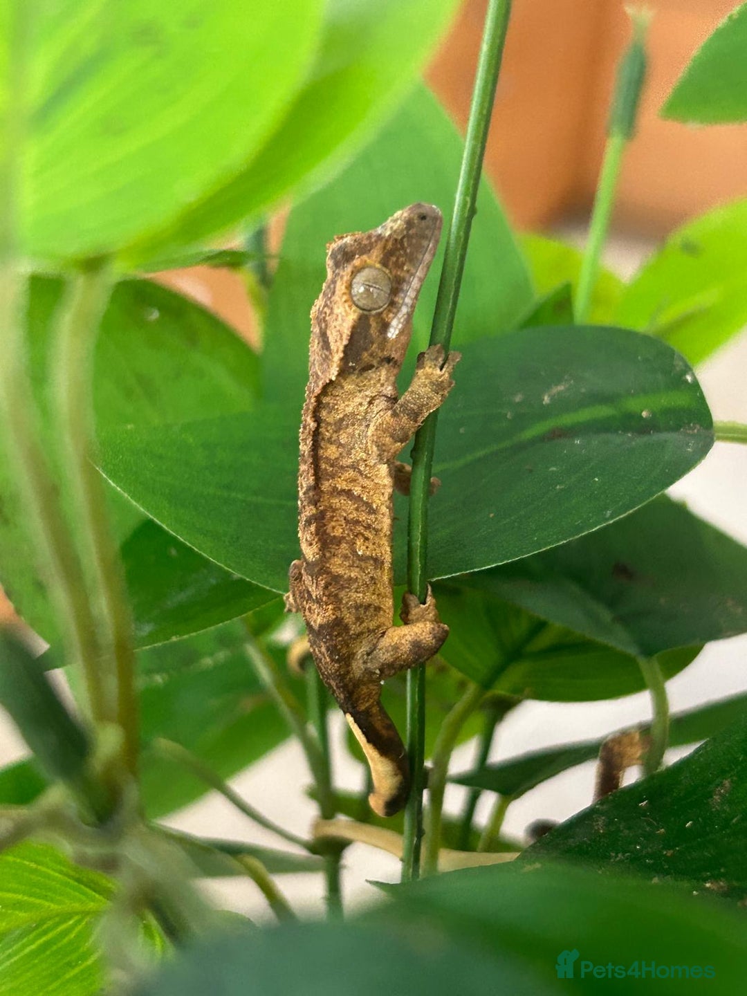 Gecko reptiles for sale: Crested Gecko multi coloured 1 month old - Image 1