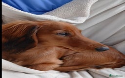 Dachshund dogs for sale: Longhaired Dachshunds small standard  in Northampton - Image 2