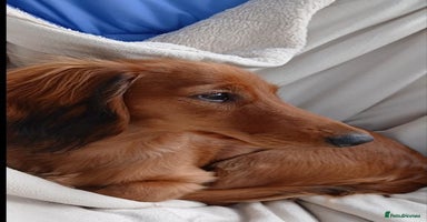 Dachshund dogs in Northampton - Advert 2