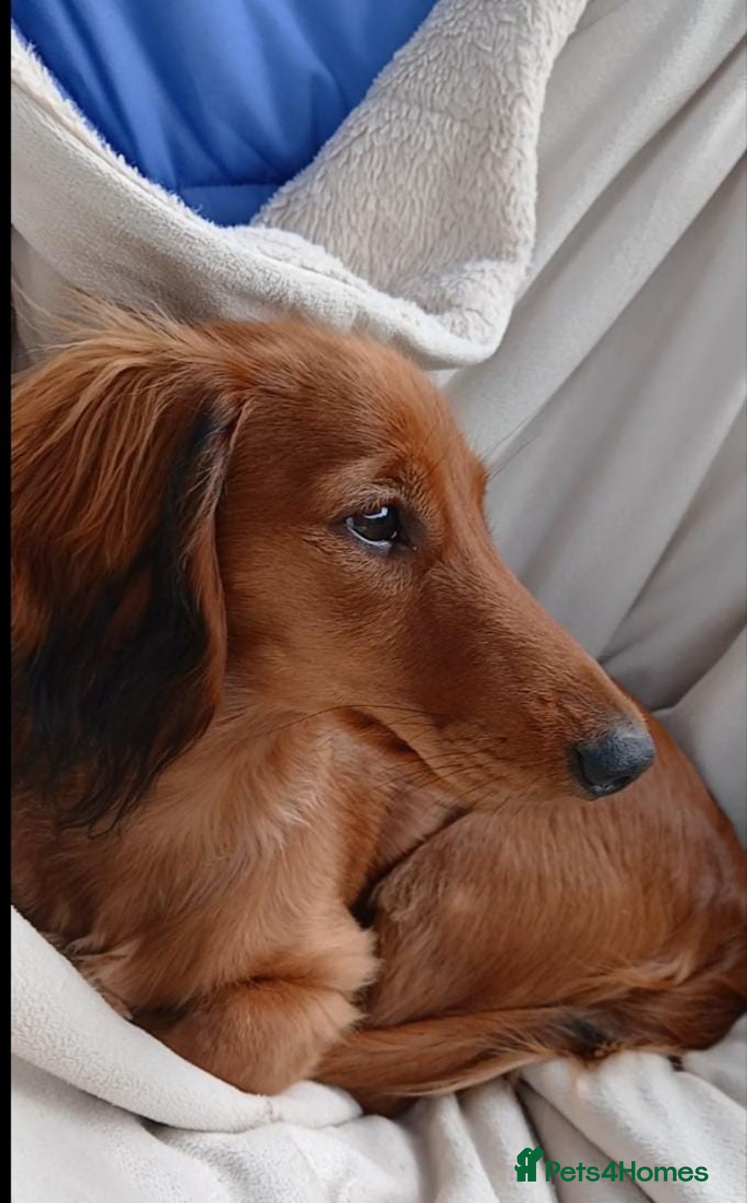 Dachshund dogs for sale: Longhaired Dachshunds small standard  in Northampton - Image 2