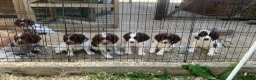 Sprocker dogs for sale: 2boys2girls READY TO LEAVE NOW Cocker Spaniels - Advert 7