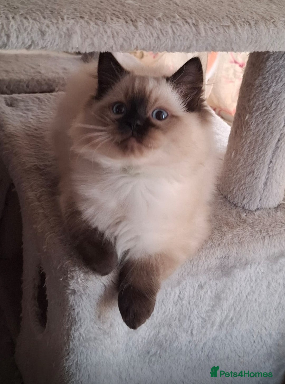 Ragdoll cats for sale:  ragdoll kittens  - Advert 9