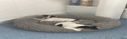 Mixed Breed dogs for sale: 3 male pups  in Pembroke - Advert 8