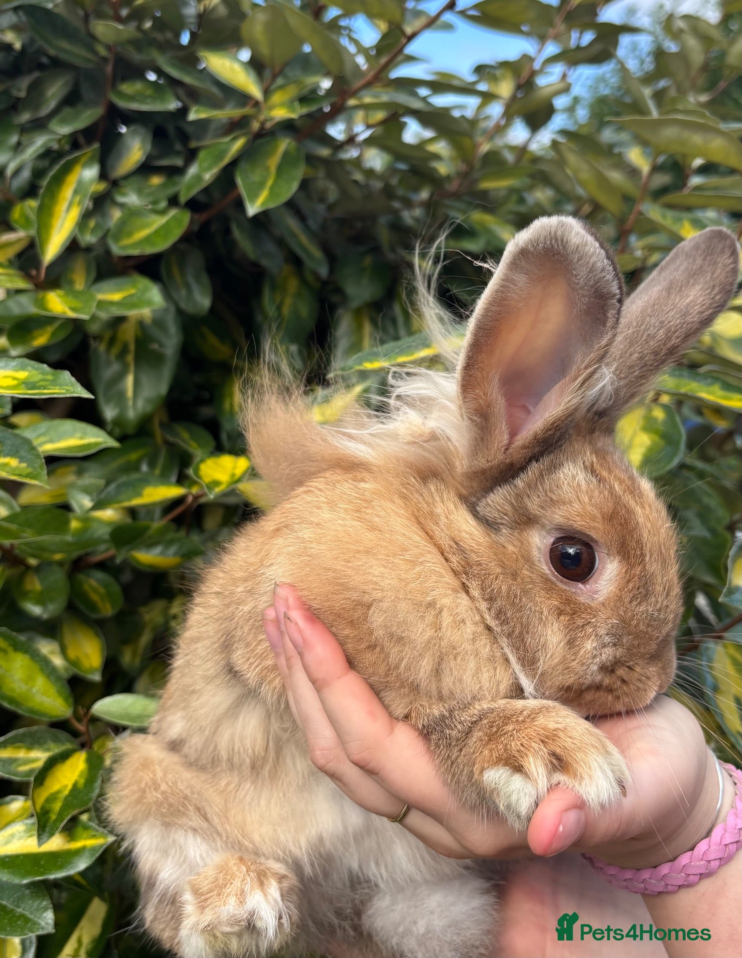 Lionhead rabbits Female Lionhead - Advert 7