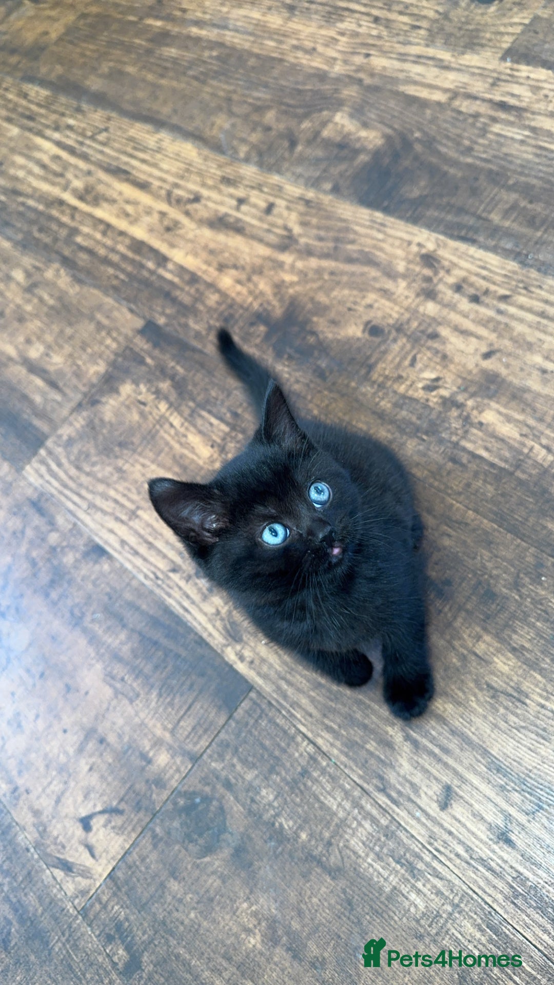 British Shorthair cats for sale: Baby kitten  - Advert 4