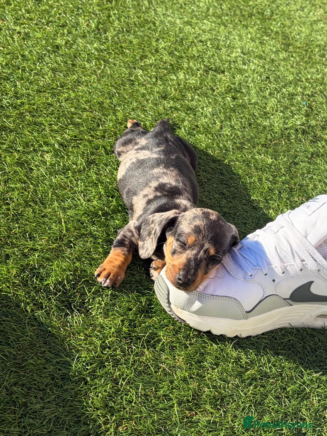 Miniature Dachshund dogs for sale: KC registered READY TO GO  - Advert 2