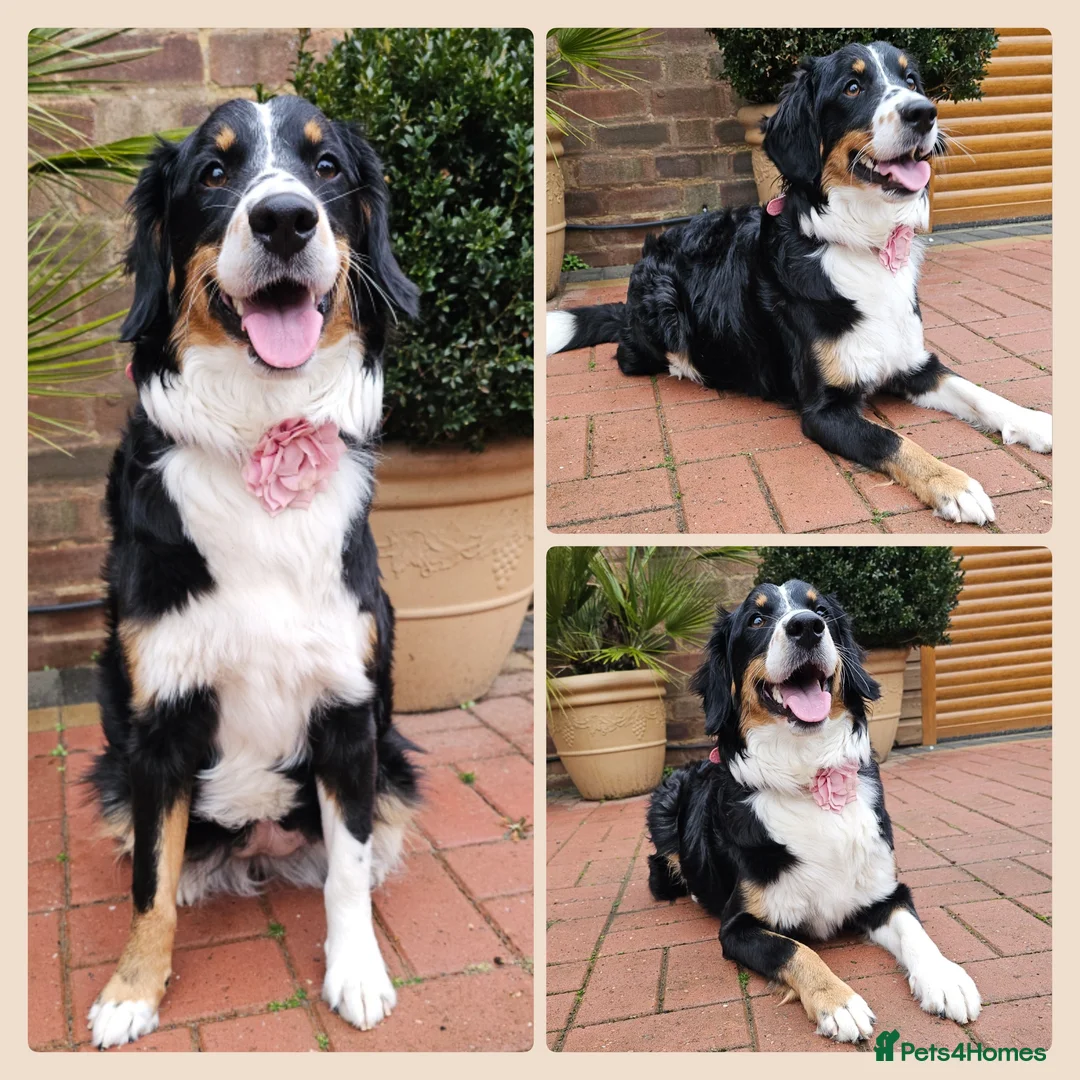 Bernedoodle dogs for sale: Stunning Bernedoodles💕DNA Health Tested Parents ! - Advert 18