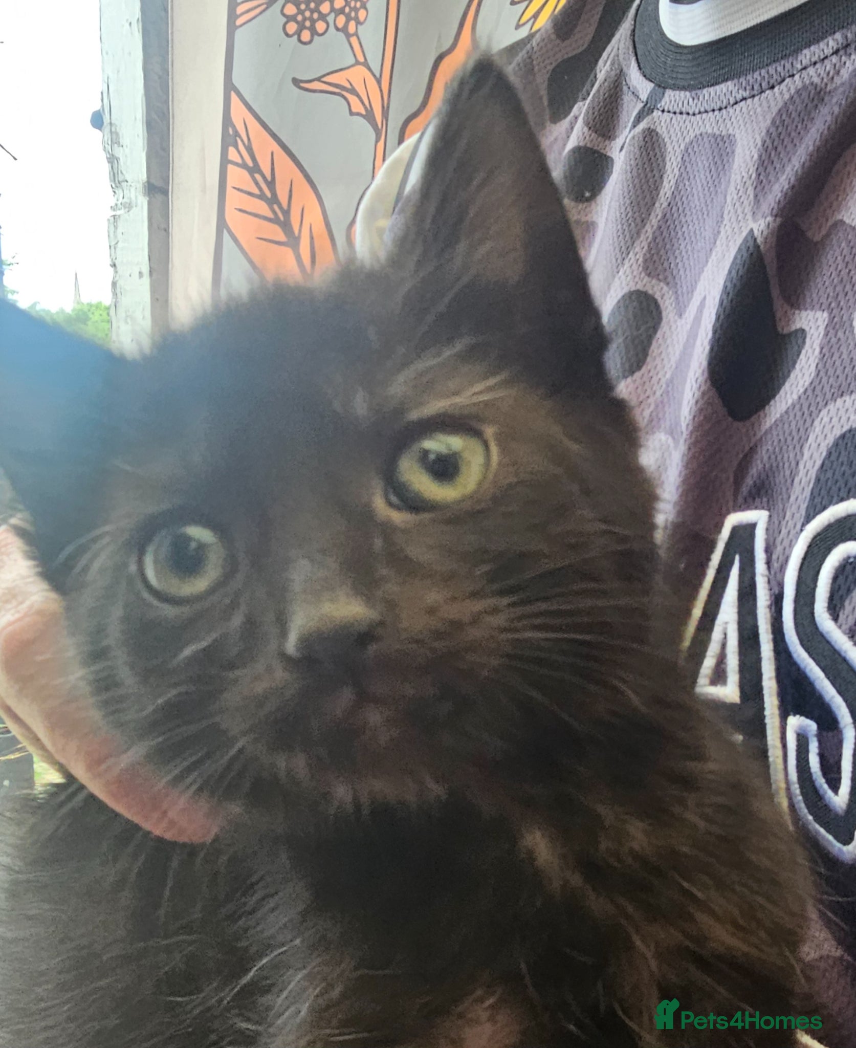 Mixed Breed cats KITTEN FOR SALE ONLY 1 GIRL LEFT - Advert 4
