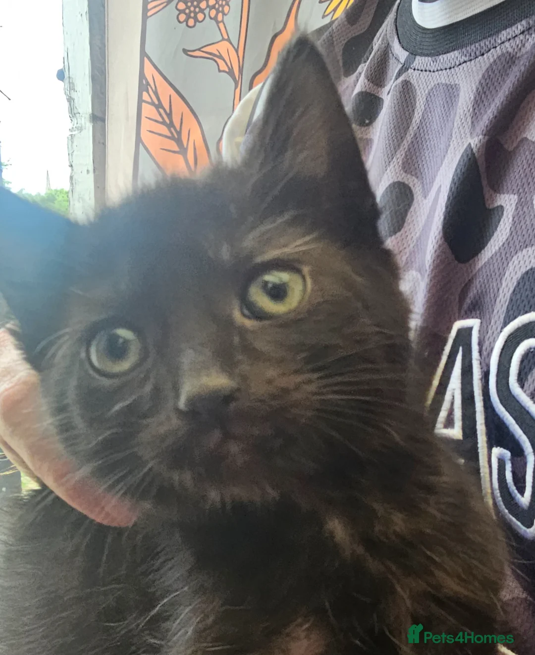 Mixed Breed cats for sale: KITTEN FOR SALE ONLY 1 GIRL LEFT - Advert 1