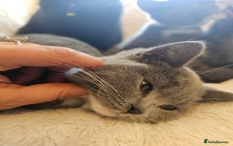 Mixed Breed cats for sale: Beautiful British Shorthair Cross  - Image 12
