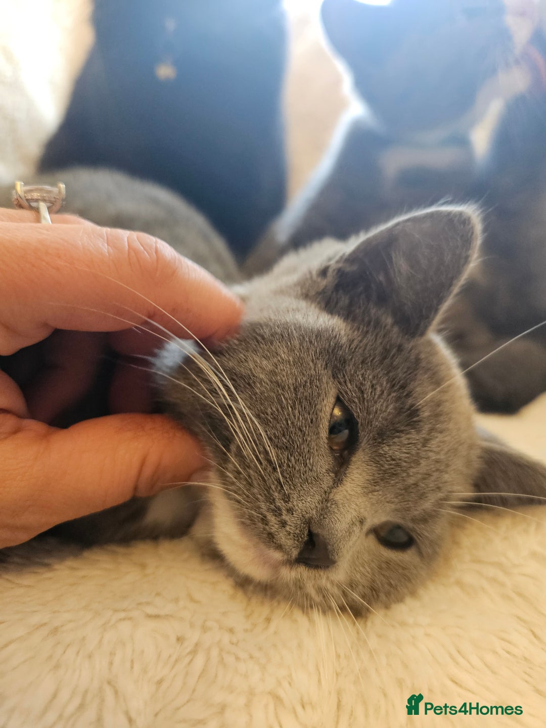 Mixed Breed cats for sale: Beautiful British Shorthair Cross  - Image 12