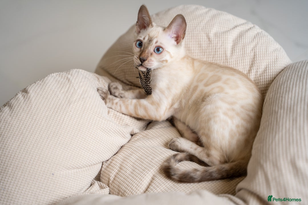 Bengal cats for sale: FRANCO- Snow Bengal Boy- Excellent traits-TICA reg - Advert 3