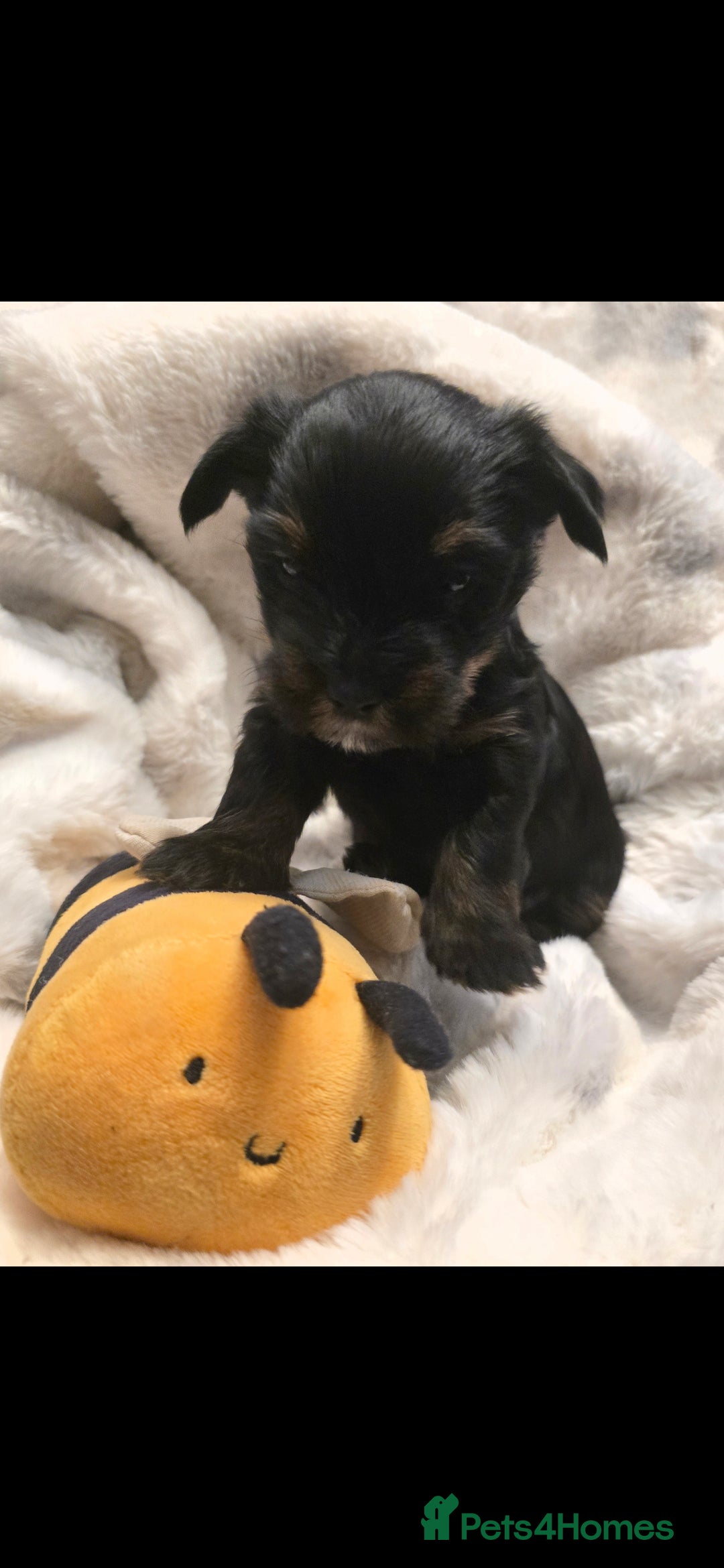 Yorkshire Terrier dogs for sale: Yorkshire terrier mini  - Advert 10