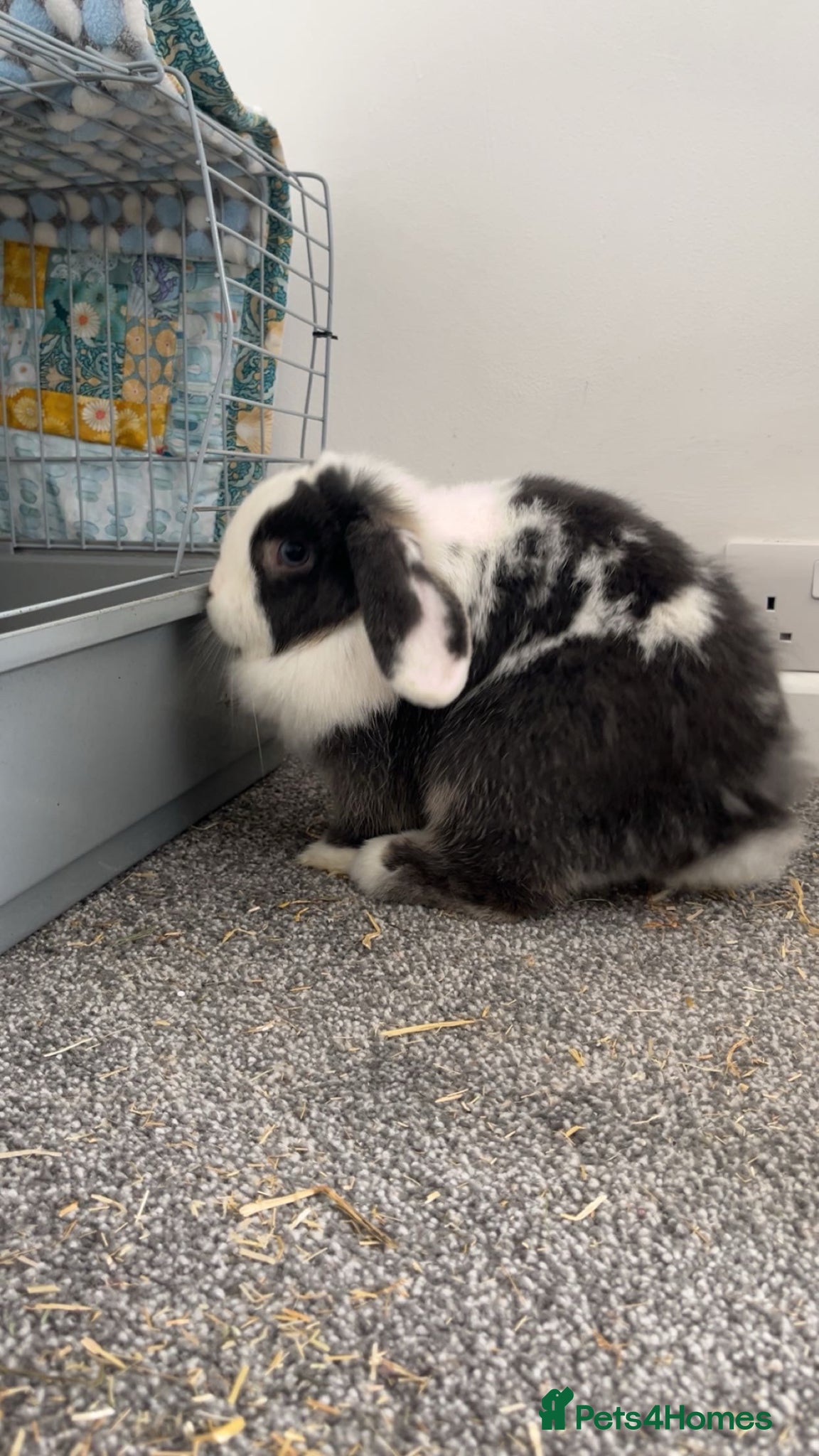 Mini Lop rabbits for sale: Mini Lop male rabbit for rehoming  in Par - Advert 2