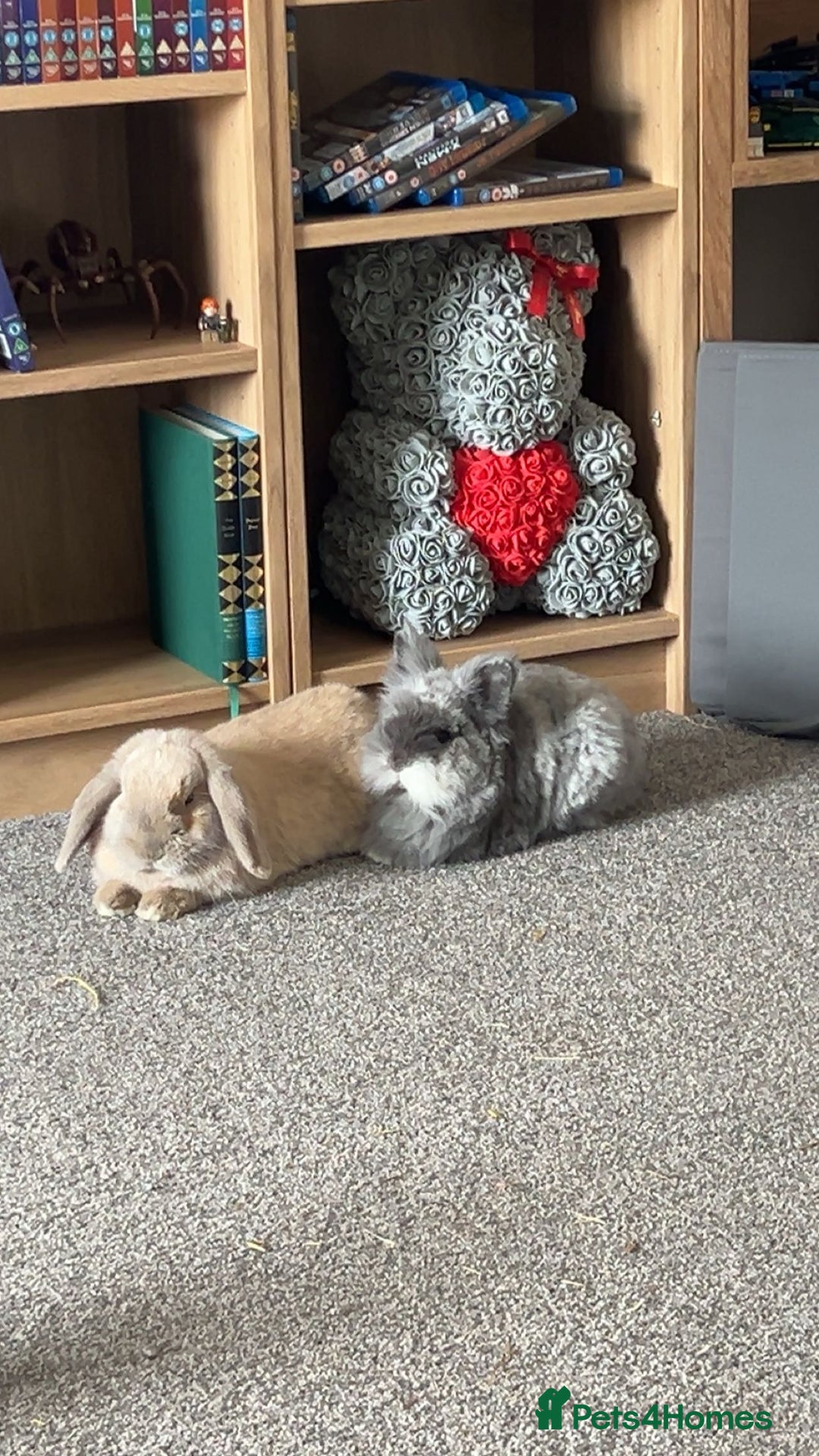 Lionhead rabbits for sale: Bonded pair of rabbits.  - Image 1