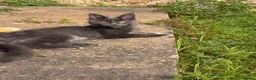 Maine Coon cats for sale: Maine Coon kittens - Advert 3