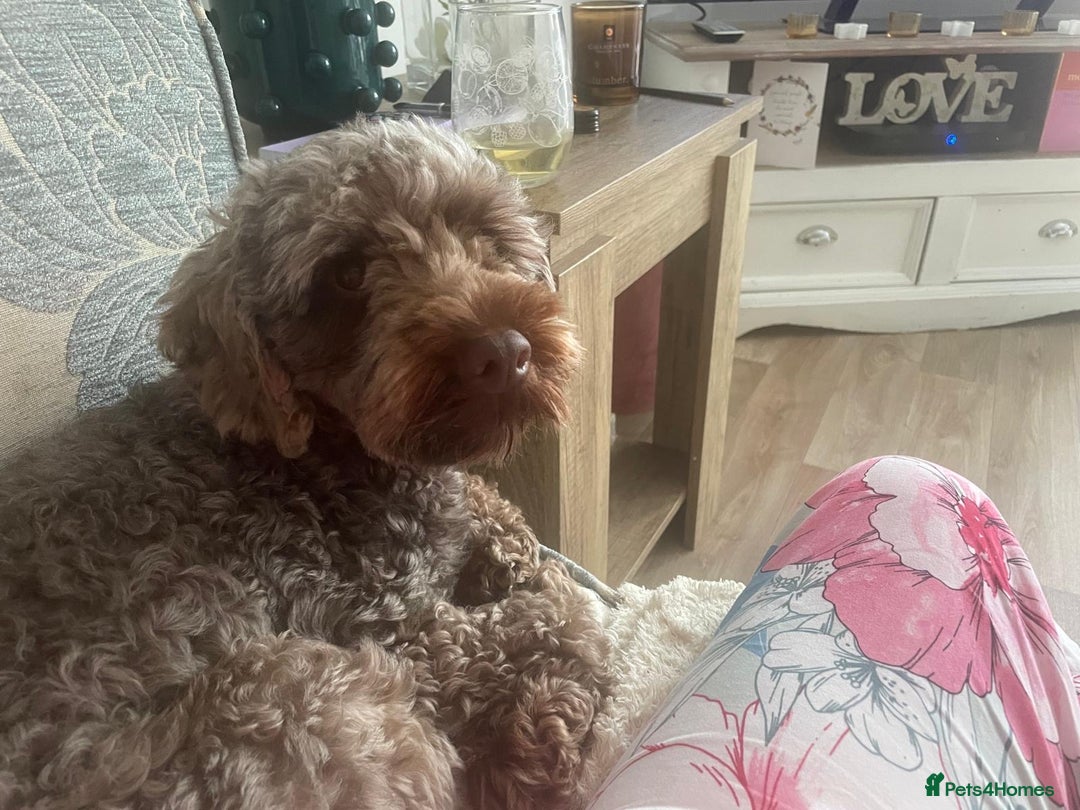 Cockapoo dogs for stud: Cockapoo for stud - Advert 2