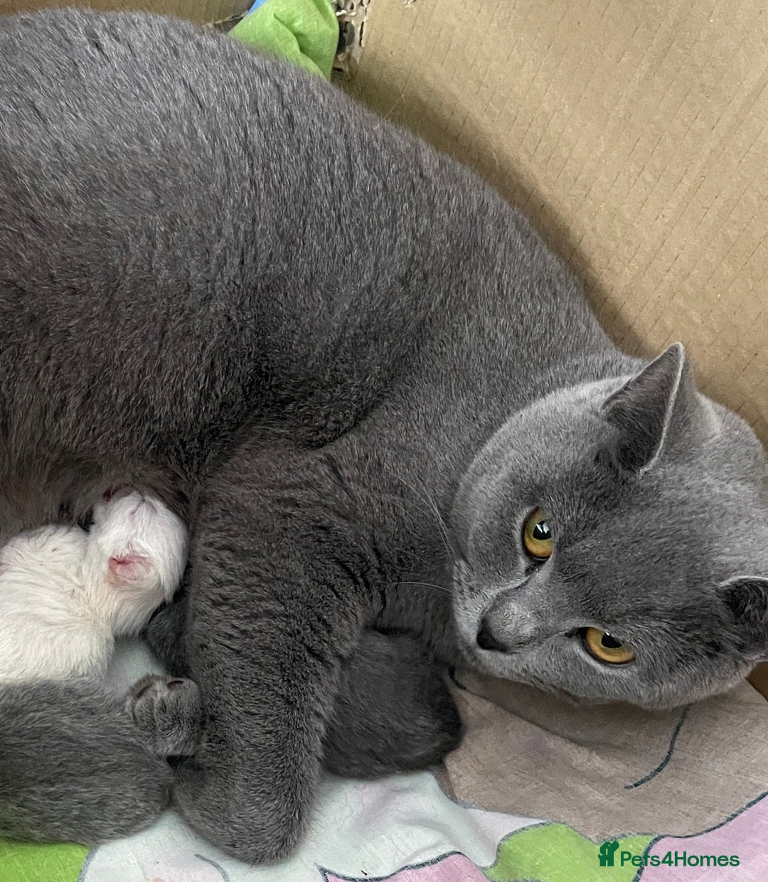 British Shorthair cats for sale: British shorthair kittens - Image 18