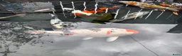 Koi Carp fish for sale: Koi carp - Advert 13