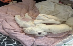 Maltese dogs for sale: Beautiful half Korean Kc reg Maltese  - Image 15