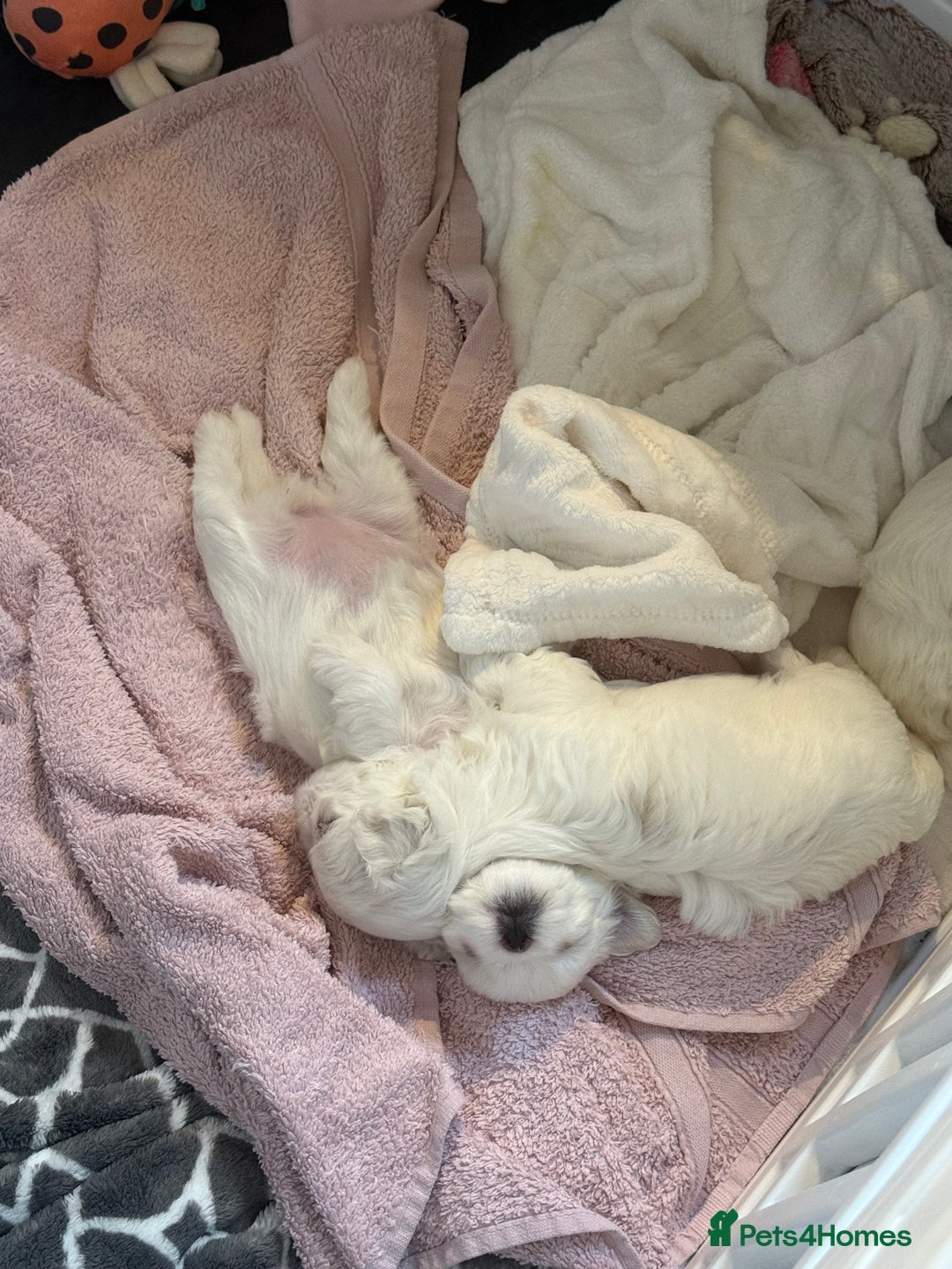 Maltese dogs for sale: Beautiful half Korean Kc reg Maltese  - Image 15
