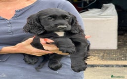 Cocker Spaniel dogs for sale: Cocker spaniel puppies - Image 3