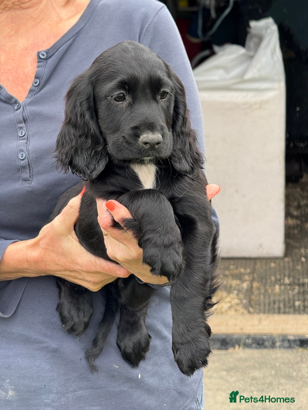 Cocker Spaniel dogs for sale: Cocker spaniel puppies - Image 3