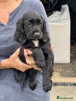 Cocker Spaniel dogs - Advert 12