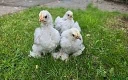 Chickens poultry for sale: 2 Pekin hens and cockerel - Image 3