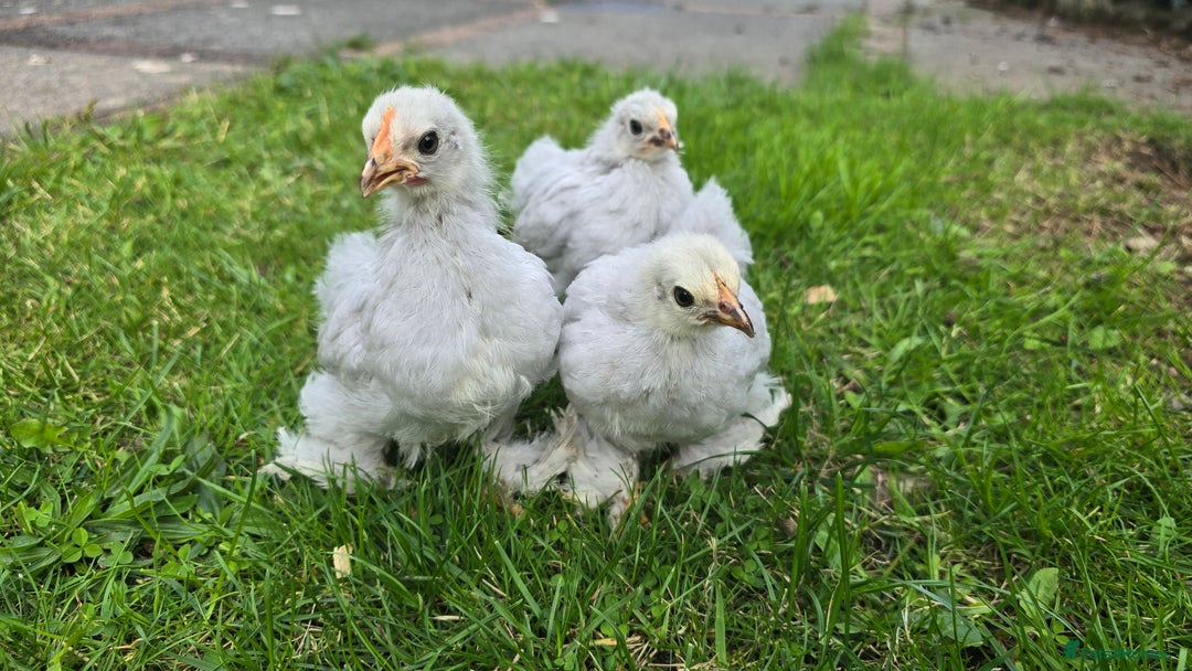 Chickens poultry for sale: 2 Pekin hens and cockerel - Image 3