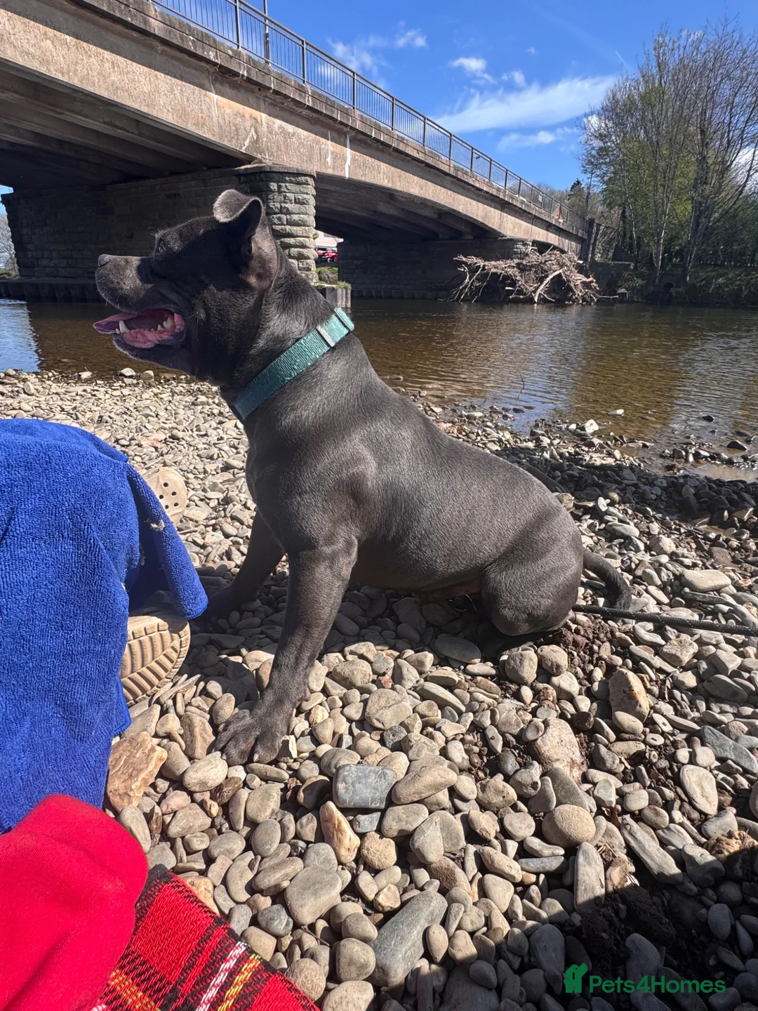 Staffordshire Bull Terrier dogs for sale: Blue staff male  - Advert 5