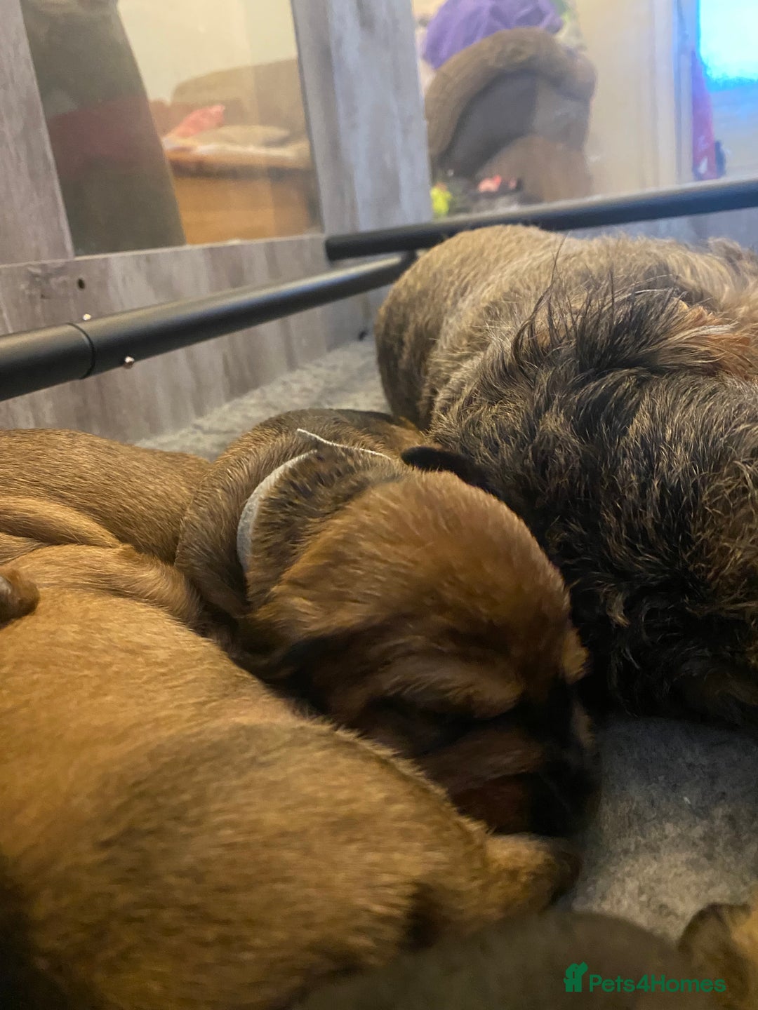 Miniature Dachshund dogs for sale: Supreme KC Miniature Wirehaired Dachshunds! - Advert 25