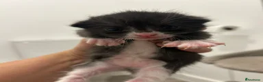 Mixed Breed 2