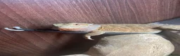 Bearded Dragon reptiles for sale: Beautiful bearded dragon for sale  - Advert 3