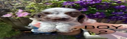 Cocker Spaniel dogs for sale: Cocker spaniel puppies  - Advert 23