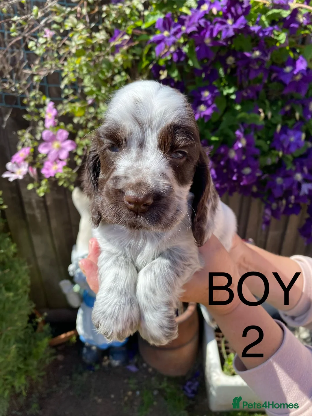 Cocker Spaniel dogs for sale: Cocker spaniel puppies  - Advert 23