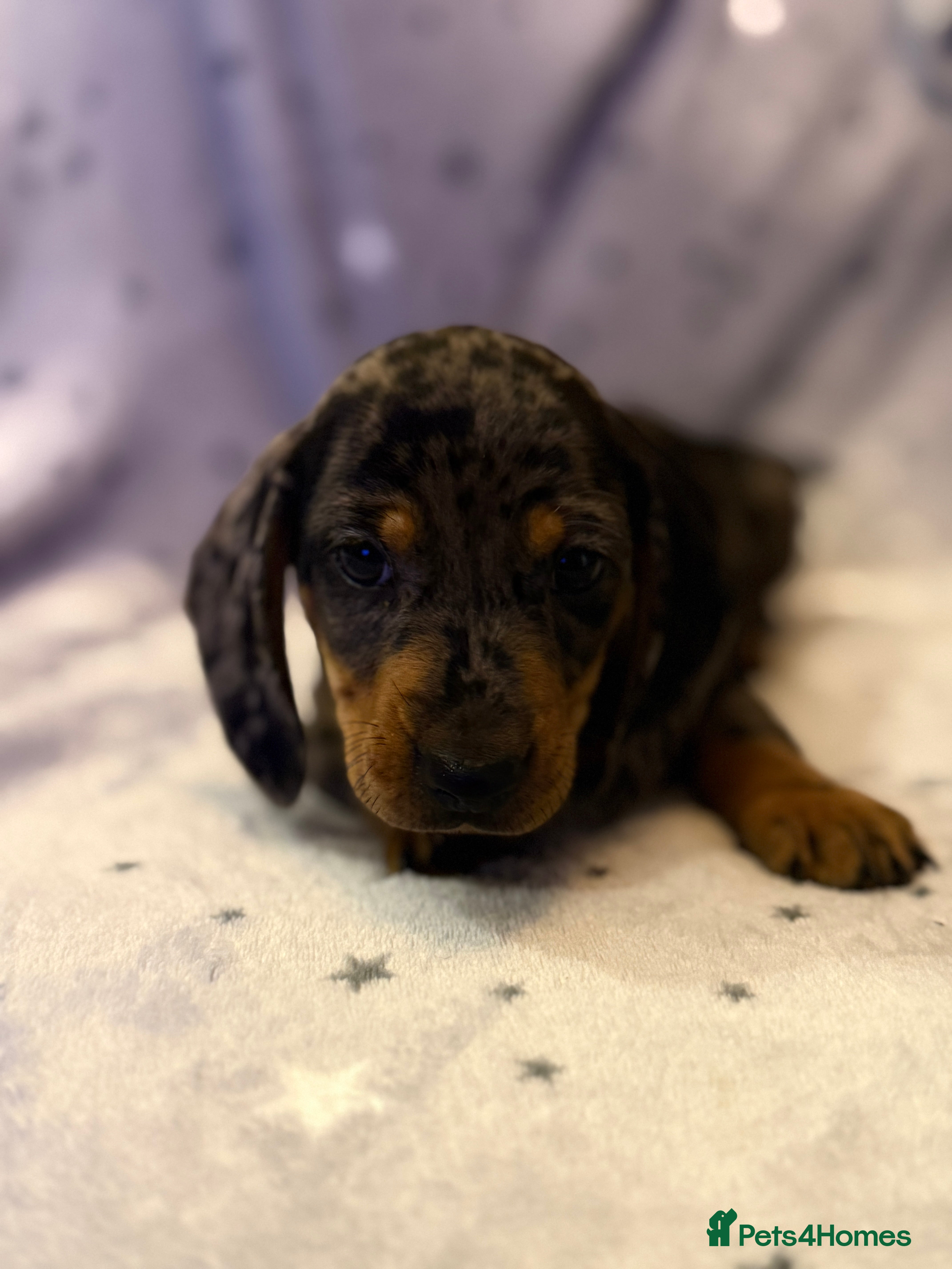 Miniature Dachshund dogs 5 gorgeous dachshund pups - Advert 13