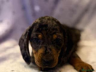 Miniature Dachshund dogs 5 gorgeous dachshund pups - Advert 15