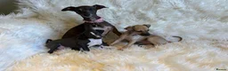 Italian Greyhound dogs for sale: ✨ KC Registered Italian Greyhound puppies ✨ - Advert 13