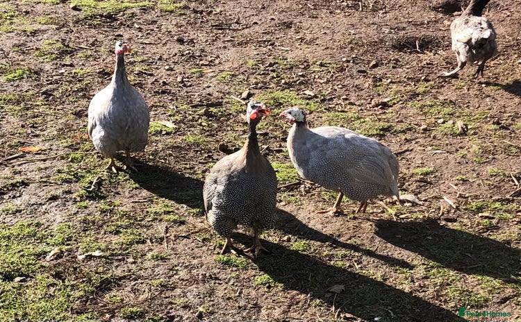 Guinea Fowl poultry - Advert 8