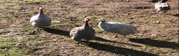 Guinea Fowl poultry for sale: A breeding mob of Guinea fowl - Advert 1