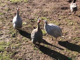 Guinea Fowl poultry - Advert 9