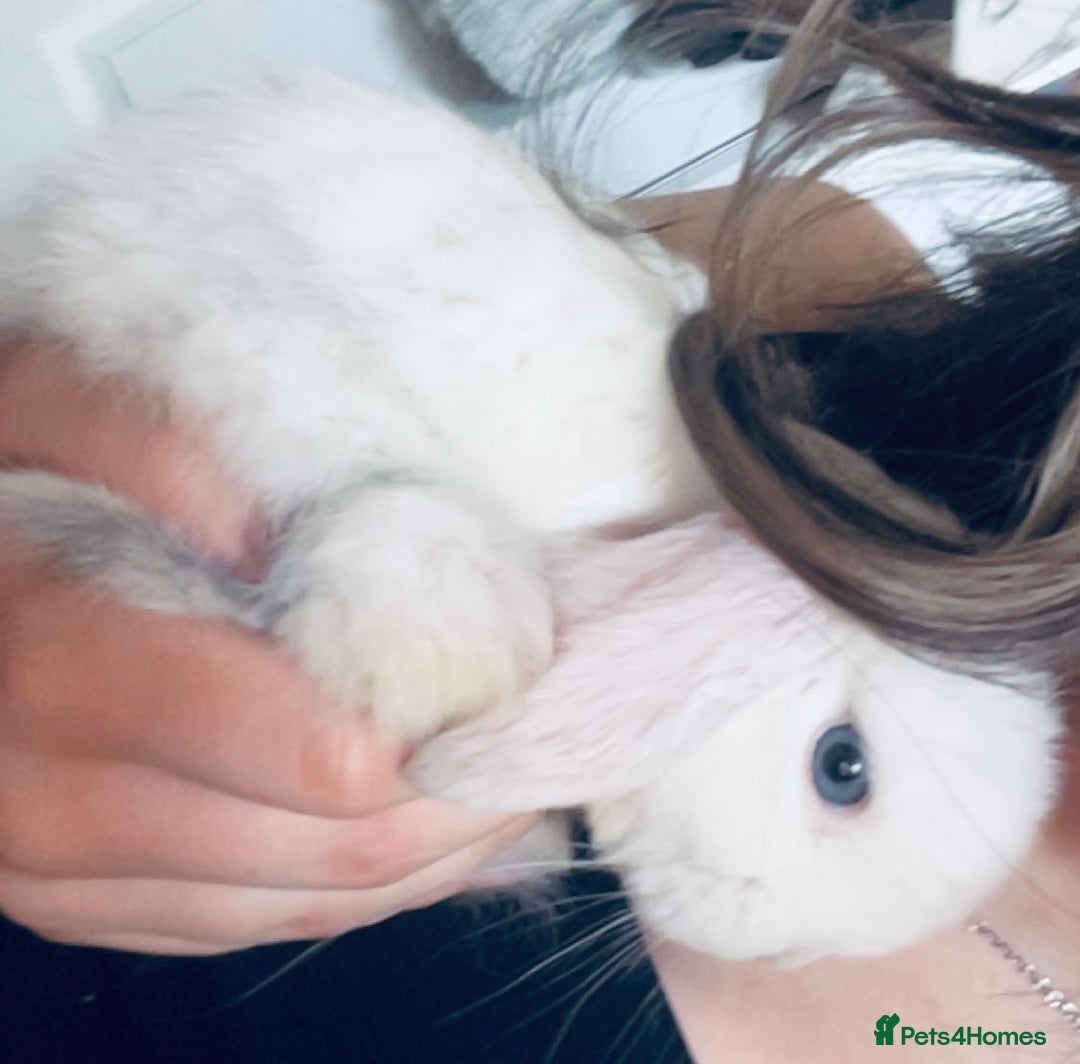 Dwarf Lop rabbits for sale: Beautiful Female Dwarf Lop 🩷 - Advert 3