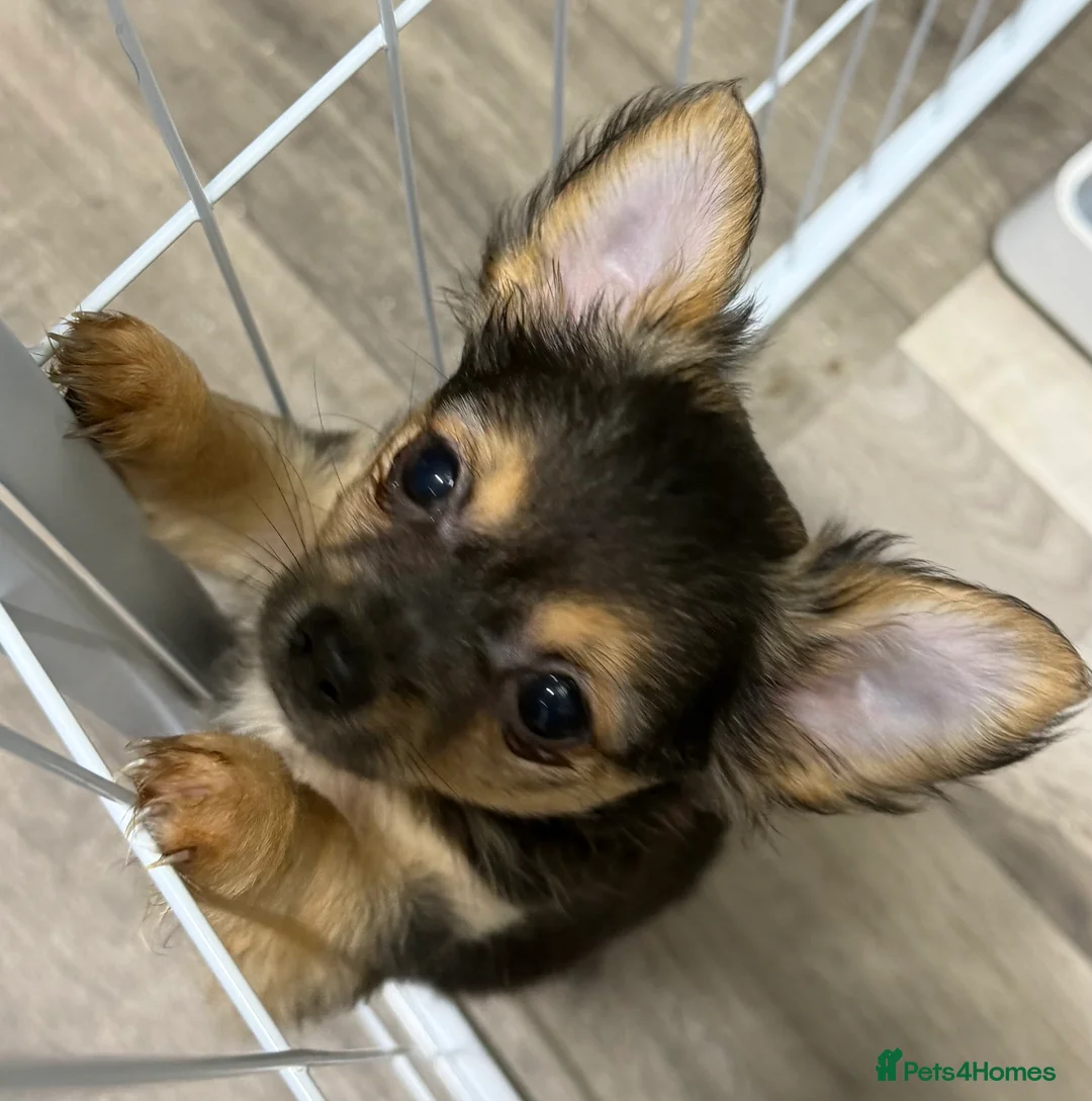 Chihuahua dogs for sale: Female, Stunning Black tri colour LC  - Advert 16