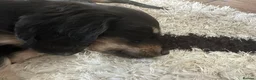 Miniature Dachshund dogs for sale: Miniature Dachsund puppies - Advert 6