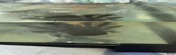 Axolotl reptiles for sale: Rescue Axolotls Looking For New Home  - Advert 16