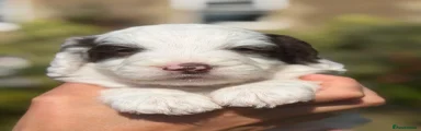 Cockapoo 2