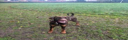 Dobermann dogs for sale: 1 Year Old Doberman Boy - Advert 3